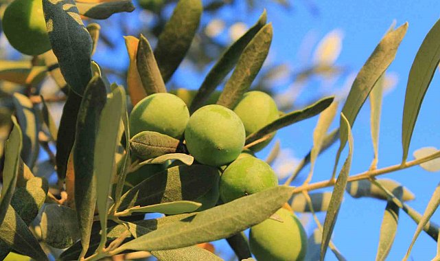 Zeytin alırken nelere dikkat etmeli; Oleolog Kıvrak açıkladı