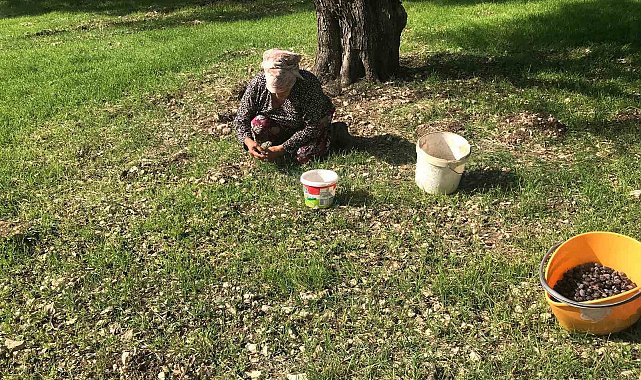 Zeytinin en doğal hali: Karaburun Furma Zeytini hasadı başladı