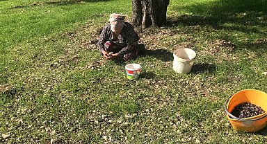 Zeytinin en doğal hali: Karaburun Furma Zeytini hasadı başladı