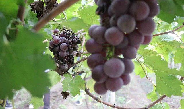 Zirai dondan etkilenerek verimi yüzde 80 düşen üzüm, çiftçinin hayal kırıklığı oldu