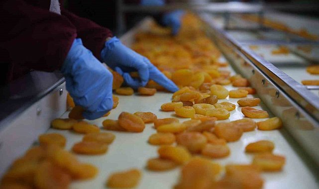 Zirai donun vurduğu coğrafi işaretli Malatya kayısısında hedef 300 milyon dolar gelir