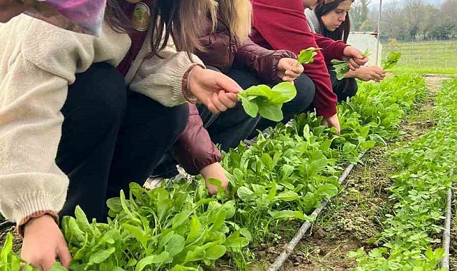 Zonguldak'ta Tarım Lisesi öğrencileri, uygulamalı eğitimde hasat yaptı