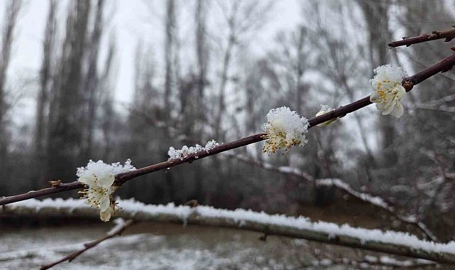 15 gün önce çiçek açan erik ağaçları kar altında kaldı