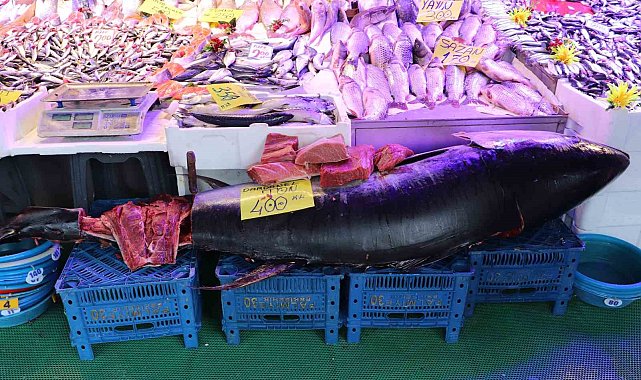 280 kiloluk orkinos vatandaşları hayrete düşürüyor