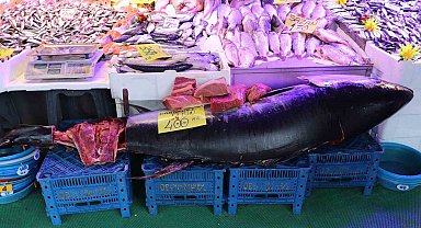 280 kiloluk orkinos vatandaşları hayrete düşürüyor