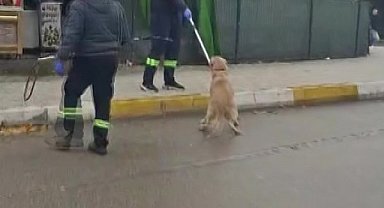 Adana'da başıboş sokak köpekleri toplanıyor