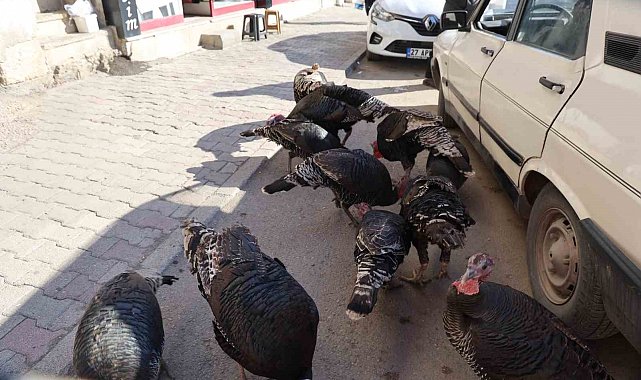 Adana'da ilginç görüntü: Hindiler çarşıda gezdirilerek satılıyor