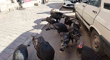 Adana'da ilginç görüntü: Hindiler çarşıda gezdirilerek satılıyor