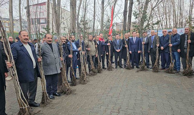 Adilcevaz'da 12 bin aşılı ceviz fidanı dağıtıldı