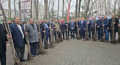 Adilcevaz'da 12 bin aşılı ceviz fidanı dağıtıldı