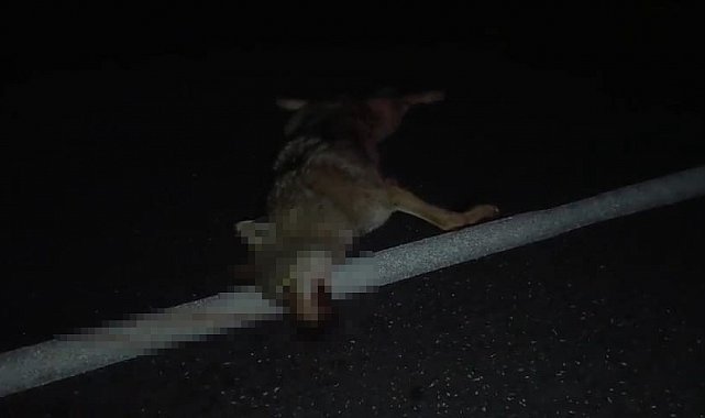 Adilcevaz'da araçların çarptığı kurt telef oldu