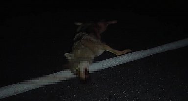 Adilcevaz'da araçların çarptığı kurt telef oldu