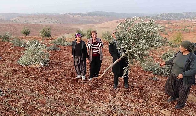 Adıyaman'da 10 bin ağaç kırılarak yok edildi