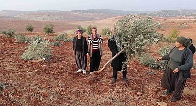Adıyaman'da 10 bin ağaç kırılarak yok edildi