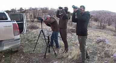 Adıyaman'da yaban keçileri tek tek sayılıyor