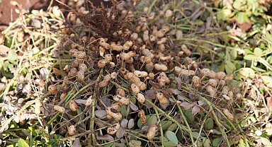 Adıyaman'da yer fıstığı hamlesi