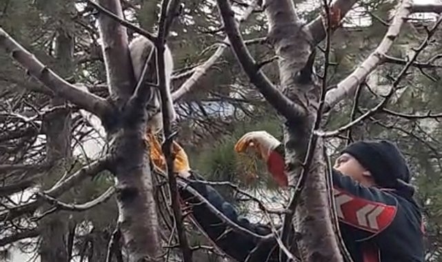 Ağaçta mahsur kalan kedi kurtarıldı