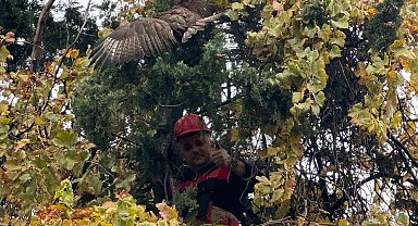 Ağaçta mahsur kalan şahini itfaiye kurtardı