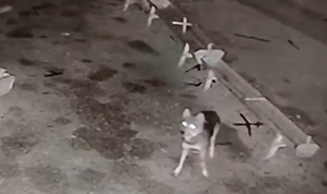 Ağıla giren kurt, 2 koyunu telef etti