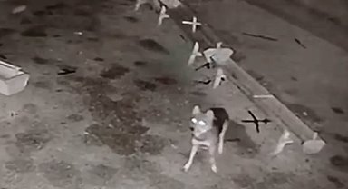 Ağıla giren kurt, 2 koyunu telef etti