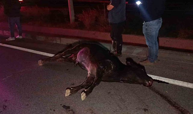 Ağıldan kaçan inek, araçların çarpması sonucu telef oldu