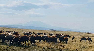 Ağrı'da ılıman iklim kış besicilerin yüzünü güldürdü