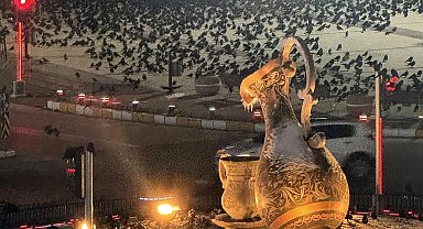 Akşam saatlerinde dikkat! Erzincan'da kargalar sokakları sardı