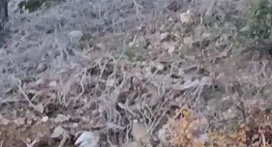 Alanya'da yerleşim alanına yakın bölgede kurt görüntülendi