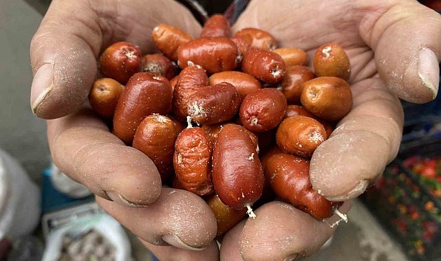 Alaşehir'de iğde ağaçlarının sayısı her geçen gün azalıyor