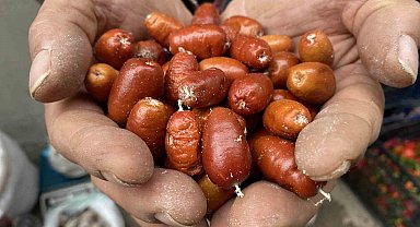 Alaşehir'de iğde ağaçlarının sayısı her geçen gün azalıyor