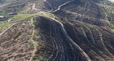 Aliağa ve Foça'da yanan orman alanları yeniden yeşile kavuşuyor
