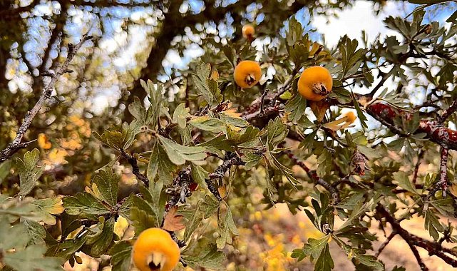 Alıç meyvesine vatandaşlar ilgi gösteriyor