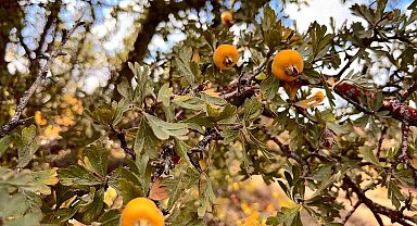 Alıç meyvesine vatandaşlar ilgi gösteriyor