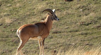 Anadolu Yaban Koyunu'nun üretimi devam ediyor