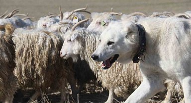 Ankara'nın kadim değeri tiftik keçisi yeniden gözde: Ayaş'ta 3 bin baş yetiştiriliyor