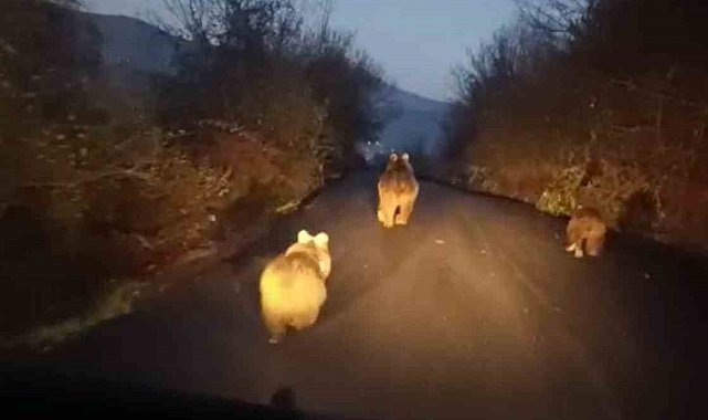 Anne ayı ve yavruları kamerada