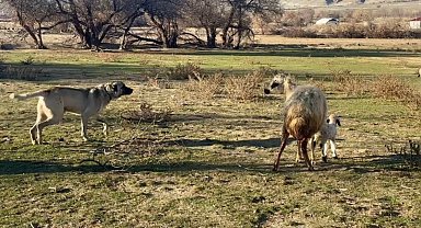 Anne koyun kuzusunu korumak için köpeğe karşı siper oldu