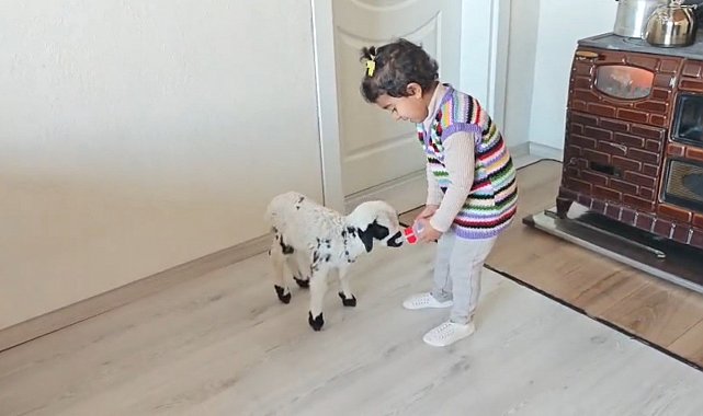 Annesinin reddettiği kuzuya 3 yaşındaki Ezo'nun şefkati yürekleri ısıttı