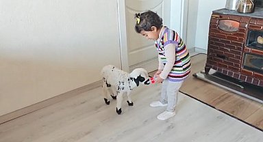 Annesinin reddettiği kuzuya 3 yaşındaki Ezo'nun şefkati yürekleri ısıttı
