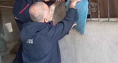 Antakya'da kedi kurtarma operasyonu