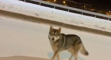 Ardahan'da şehre inen kurt görüntülendi