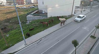 Arnavutköy'de başıboş gezen atlar tehlike saçıyor