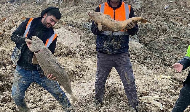 Arnavutköy'de İBB'nin döküm sahasına çevirdiği Mavi Göl'de balıklar can çekişiyor