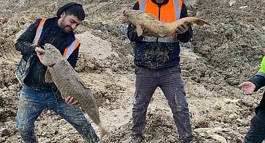 Arnavutköy'de İBB'nin döküm sahasına çevirdiği Mavi Göl'de balıklar can çekişiyor