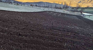 Arpalar kar yağmadan toprakla buluşuyor