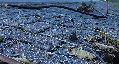 Artvin'in ardından Trabzon'da da yılanlar kış uykusuna yatmadı