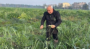Ata tohumundan ilaç kullanılmadan üretiliyor, Kent Lokantası'ndaki yemeklerde kullanılıyor