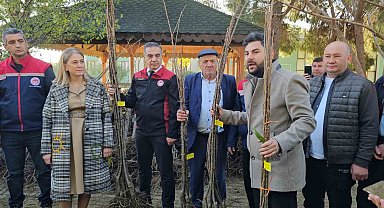 Aydın dağları sağlıklı kestane ağaçlarıyla donatılıyor