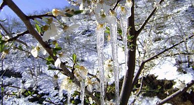 Aydın'da zirai don alarmı: "Bazı ilçelerde sıcaklık eksi 3'e kadar düşecek"