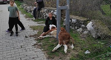 Aydınlatma direğine sıkışan buzağıyı itfaiye ekipleri kurtardı